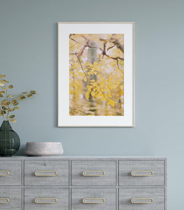 Fine Art Prints - "Golden Grace" | Nature Photography Print