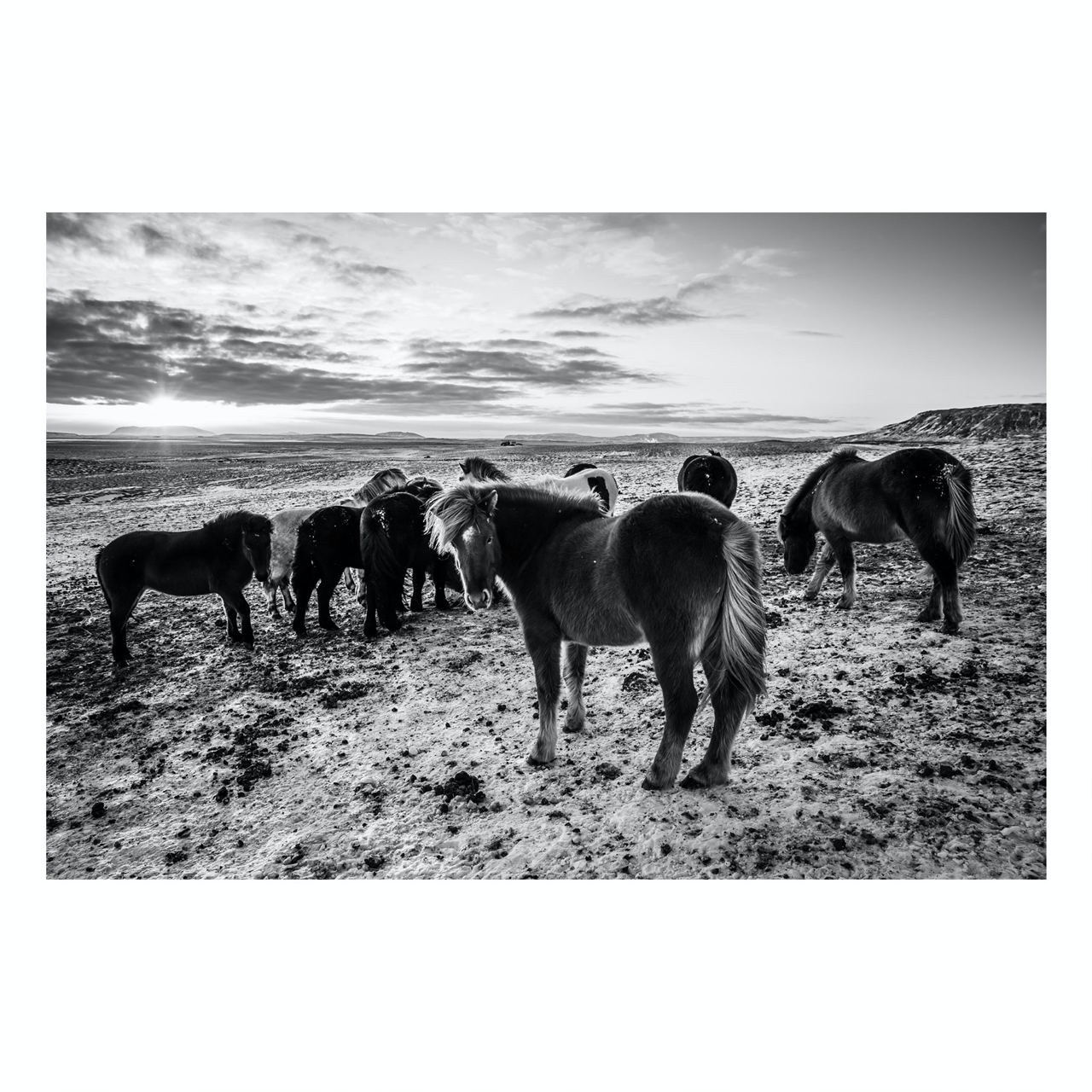 Fine Art Prints - "Icelandic Nomads" | Black & White Horse Photography