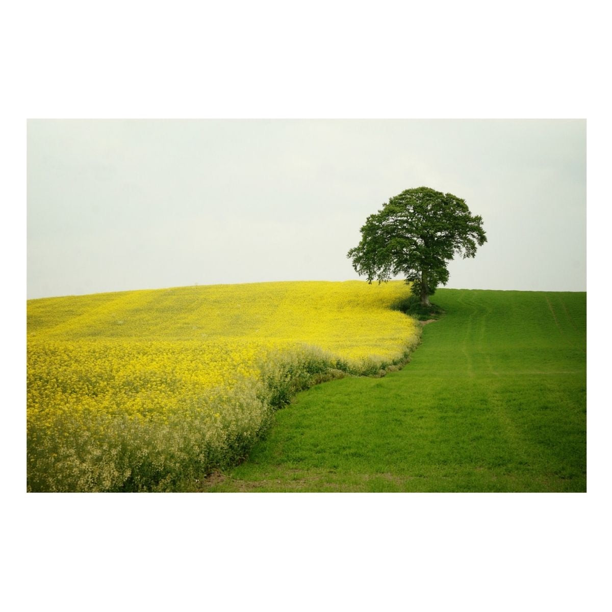 Fine Art Prints - "Ireland Tree" | Travel Photography Print