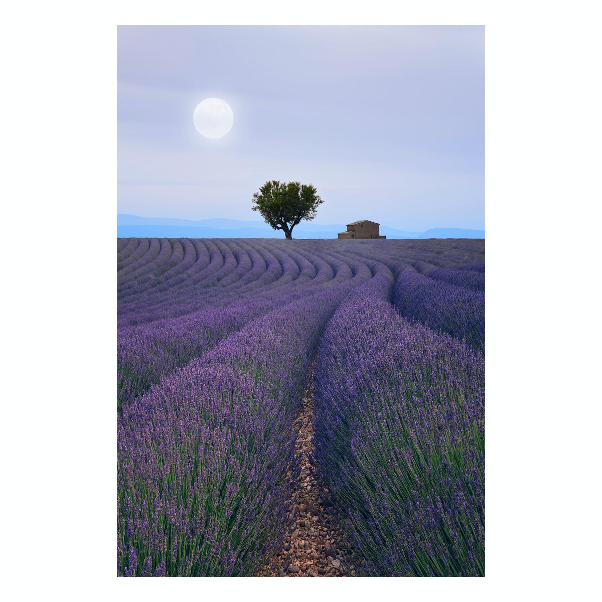 Fine Art Prints - "Lavender Eve" | Nature Landscape Photography