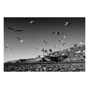 Fine Art Prints - "Lighthouse Birds" | Coastal Photography Prints