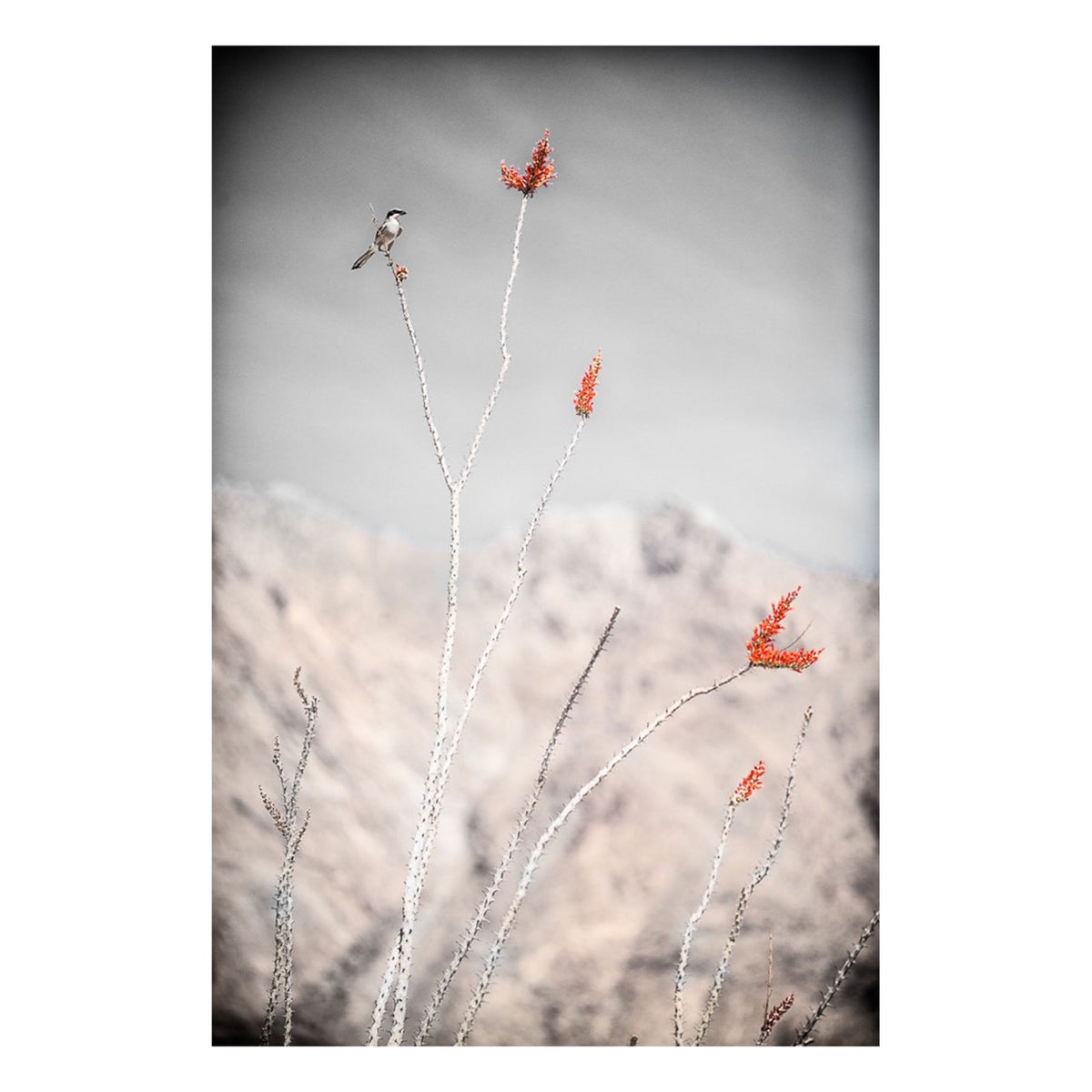 Fine Art Prints - Loggerhead Shrike