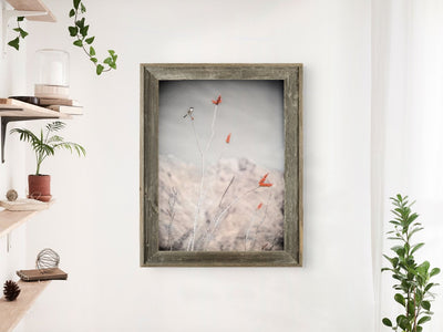 Fine Art Prints - Loggerhead Shrike