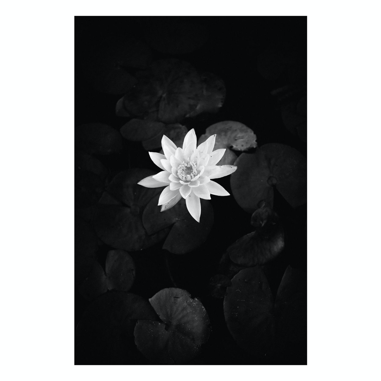 Fine Art Prints - "Lotus Light" | Black And White Flower Photograph