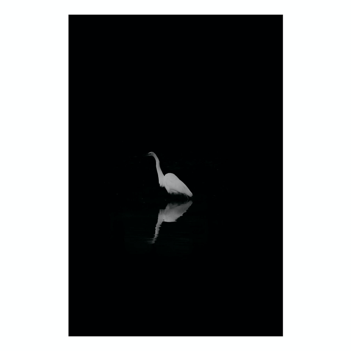 Fine Art Prints - "Mirroring" | Black And White Egret Photograph