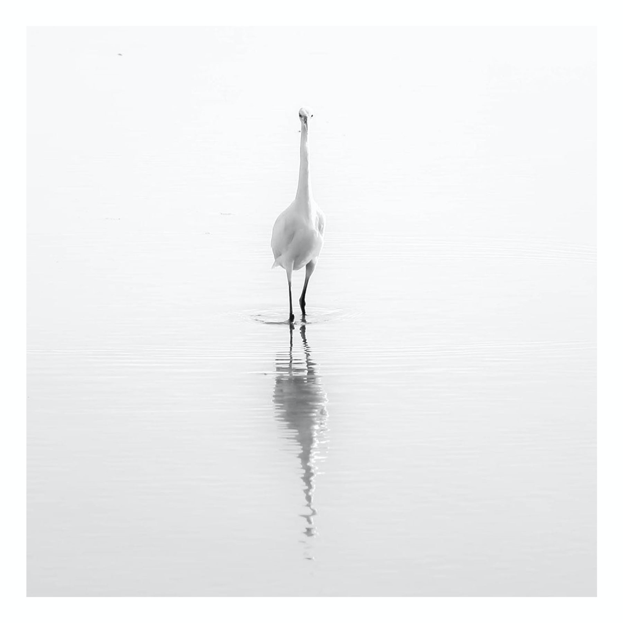 Fine Art Prints - "Pencil Egret" | Black And White Bird Photograph