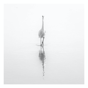 Fine Art Prints - "Pencil Egret" | Black And White Bird Photograph