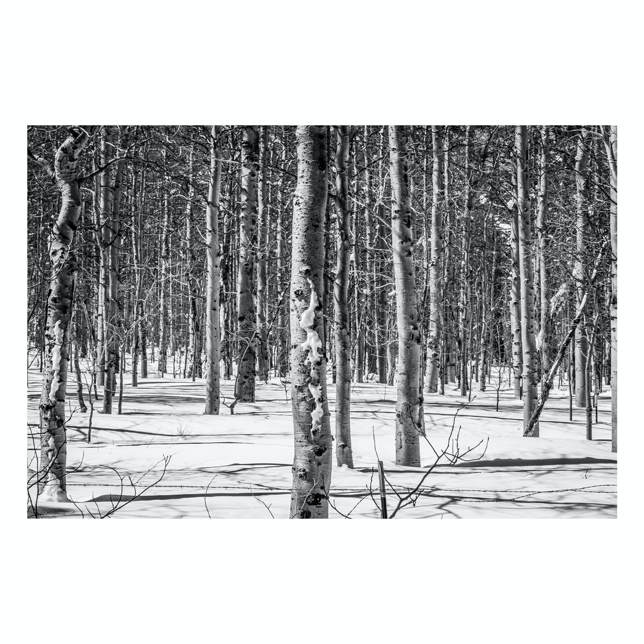 Fine Art Prints - "Pillars" | Black & White Trees Photograph