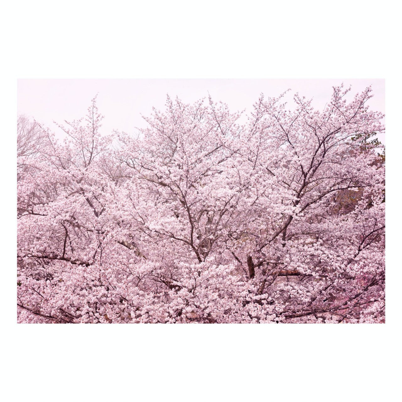 Fine Art Prints - "Pretty In Pink" | Nature Landscape Photography