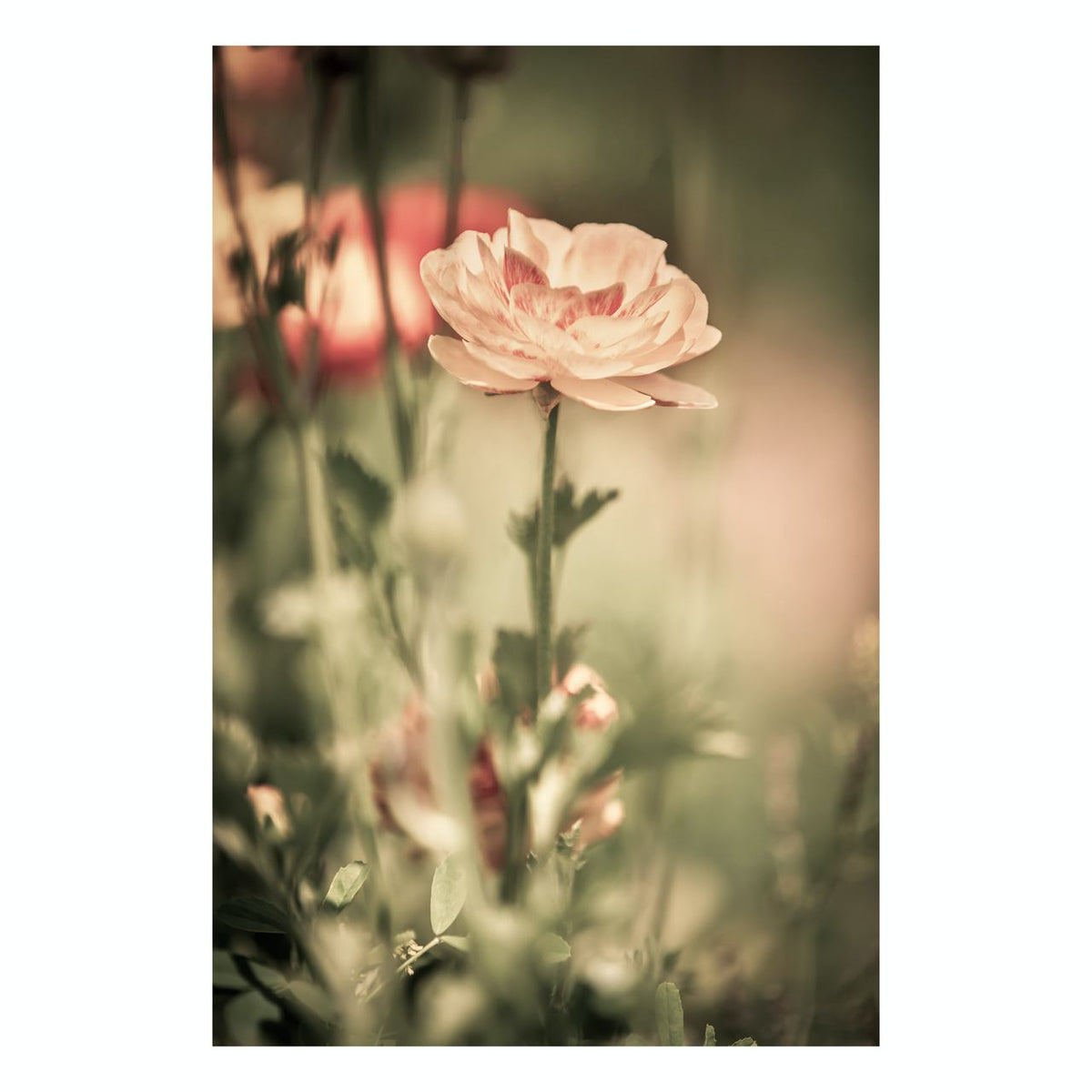 Fine Art Prints - "Pretty Peach Flowers" | Nature Photography Prints