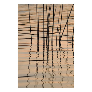 Fine Art Prints - "Reeds At Sunset" | Coastal Photography Prints