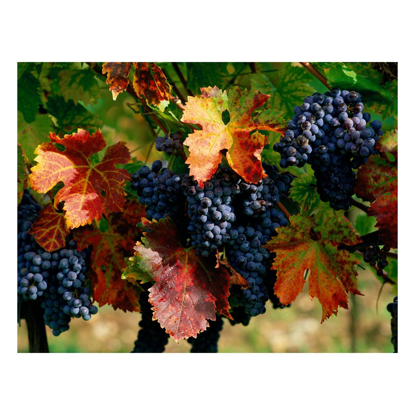 Fine Art Prints - "Sangiovese" | Travel Landscape Photography