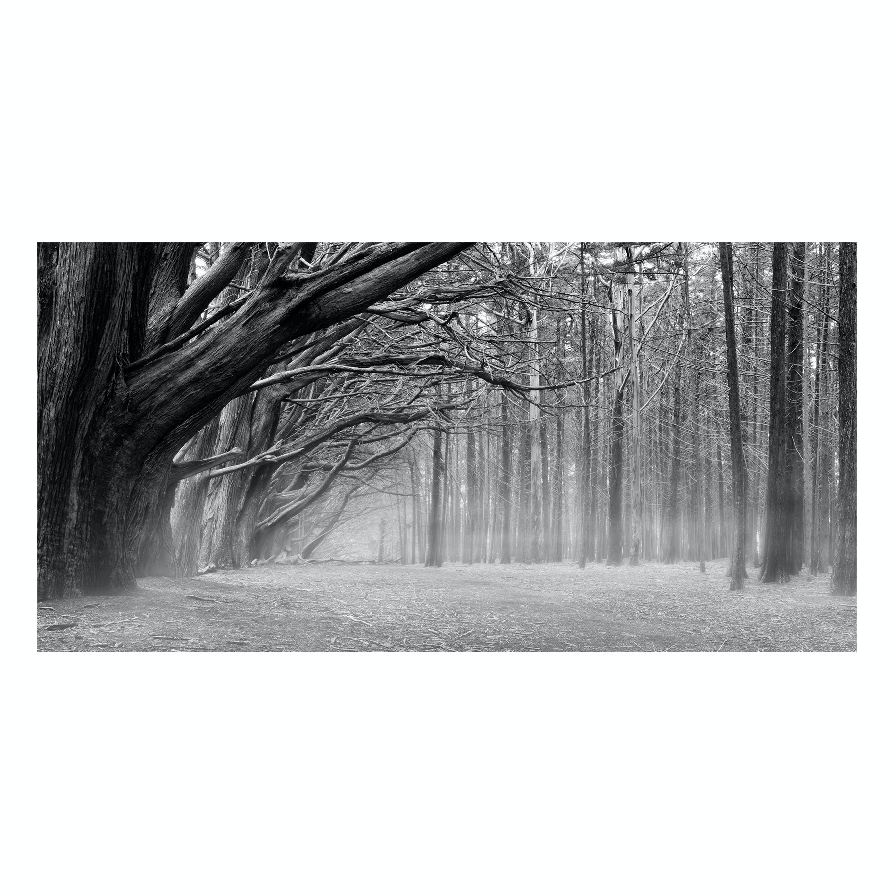 Fine Art Prints - "Silent Forest" | Nature Landscape Photography