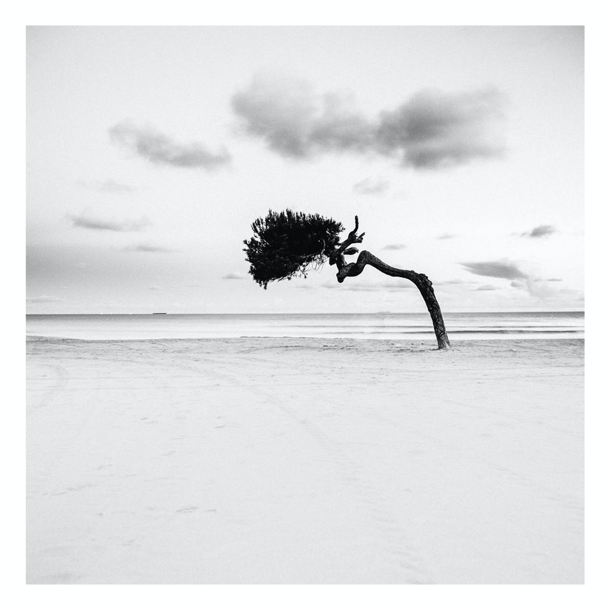 Fine Art Prints - "Solitary Tree" | Black And White Tree Photograph