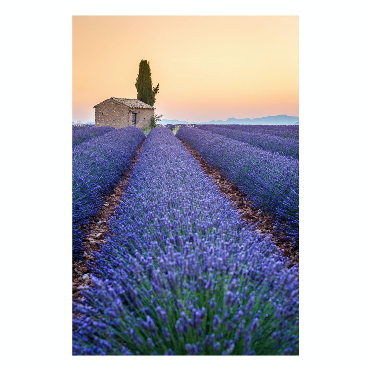 Fine Art Prints - "Stripes Of Lavendar" | Nature Landscape Photography