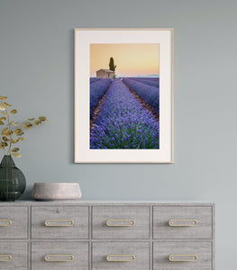 Fine Art Prints - "Stripes Of Lavendar" | Nature Landscape Photography