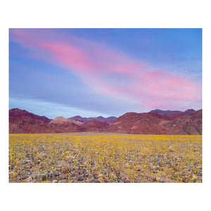 Fine Art Prints - "Superbloom 2016" | Nature Landscape Photography