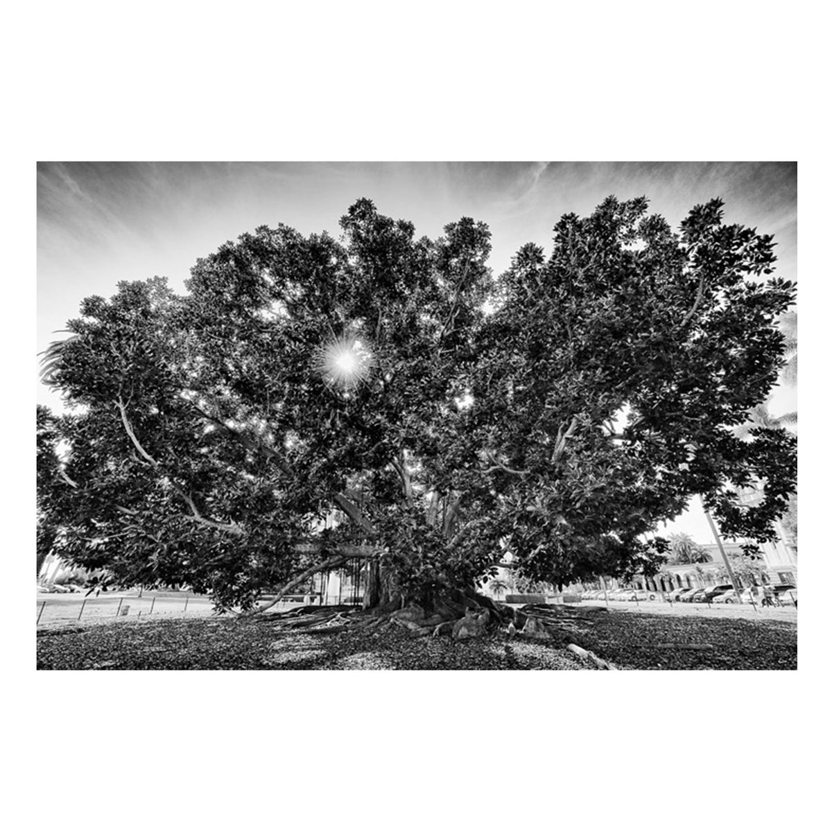 Fine Art Prints - The Big Tree