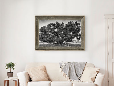 Fine Art Prints - The Big Tree