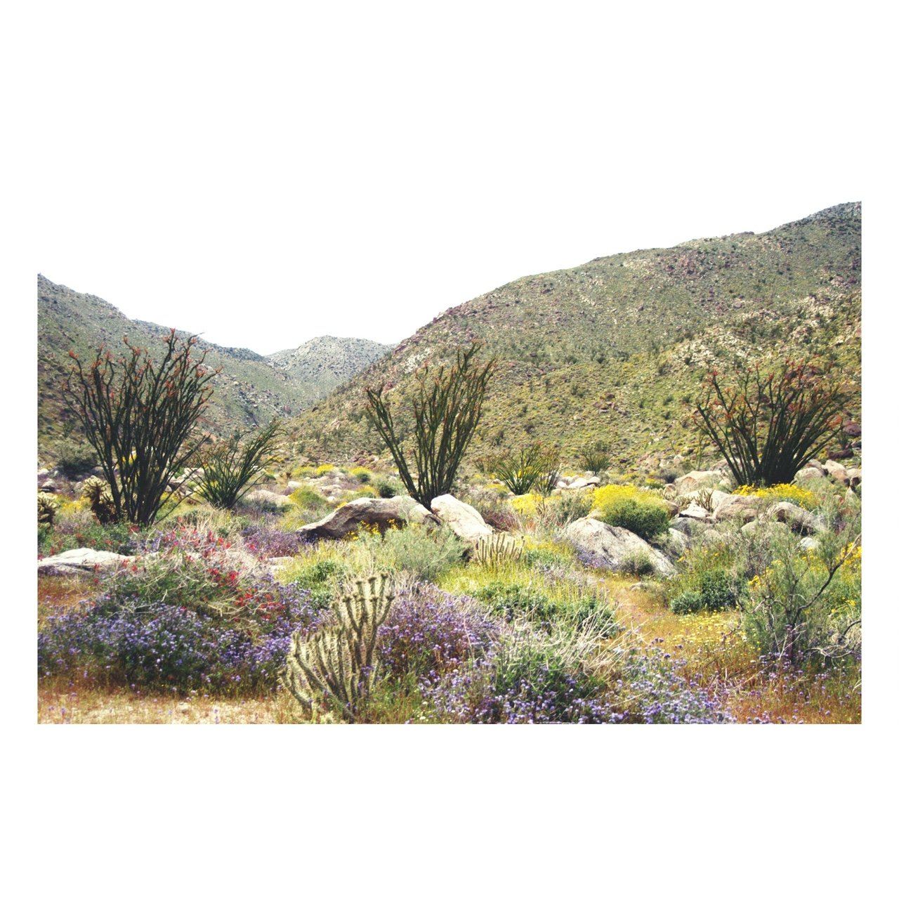 Fine Art Prints - "The Three Ocotillos" | Nature Landscape Photography