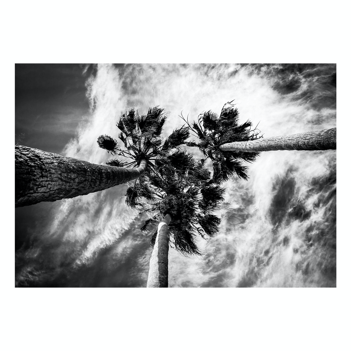 Fine Art Prints - "Three Palms" | Beach Photo Art