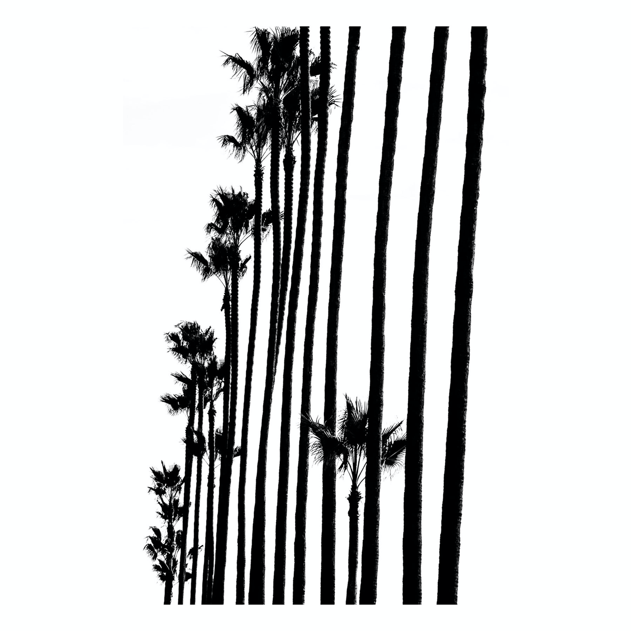 Fine Art Prints - "Tree Line" | Beach Photo Art