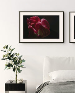 Fine Art Prints - "Tulips I" | Nature Landscape Photography