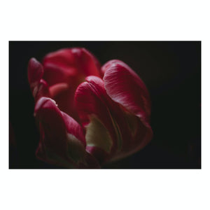 Fine Art Prints - "Tulips I" | Nature Landscape Photography