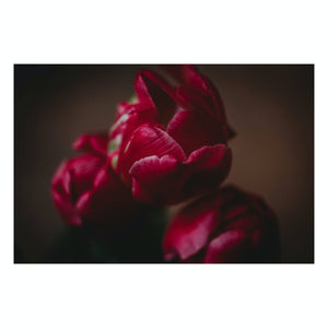 Fine Art Prints - "Tulips II" | Nature Landscape Photography