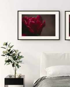 Fine Art Prints - "Tulips III" | Nature Landscape Photography
