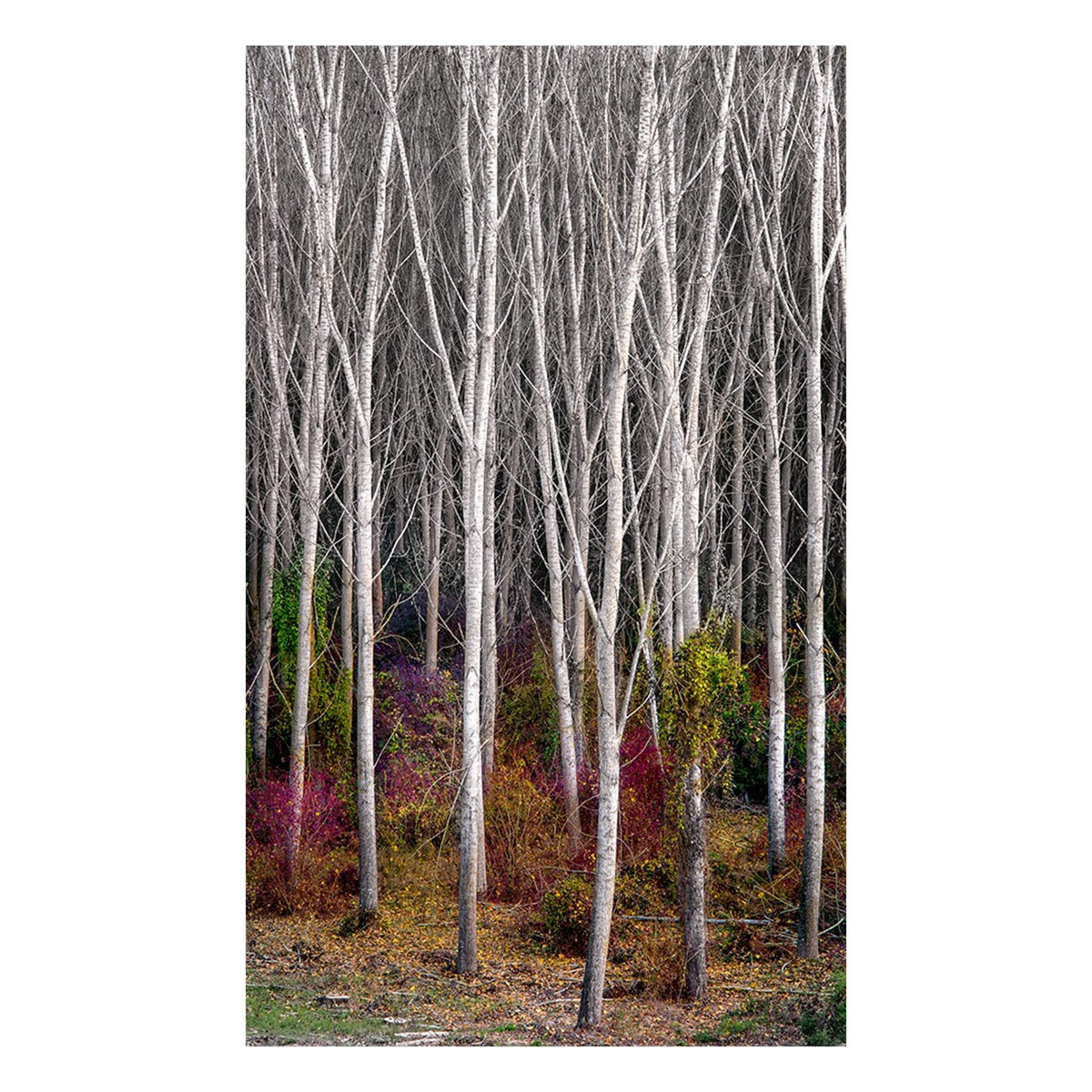 Fine Art Prints - "Woodland Realm" | Nature Landscape Photography