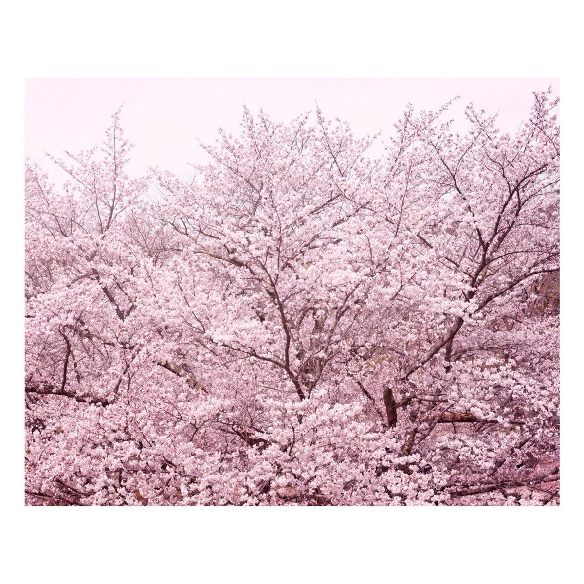 Matted Prints - "Pretty In Pink" | Matted Print