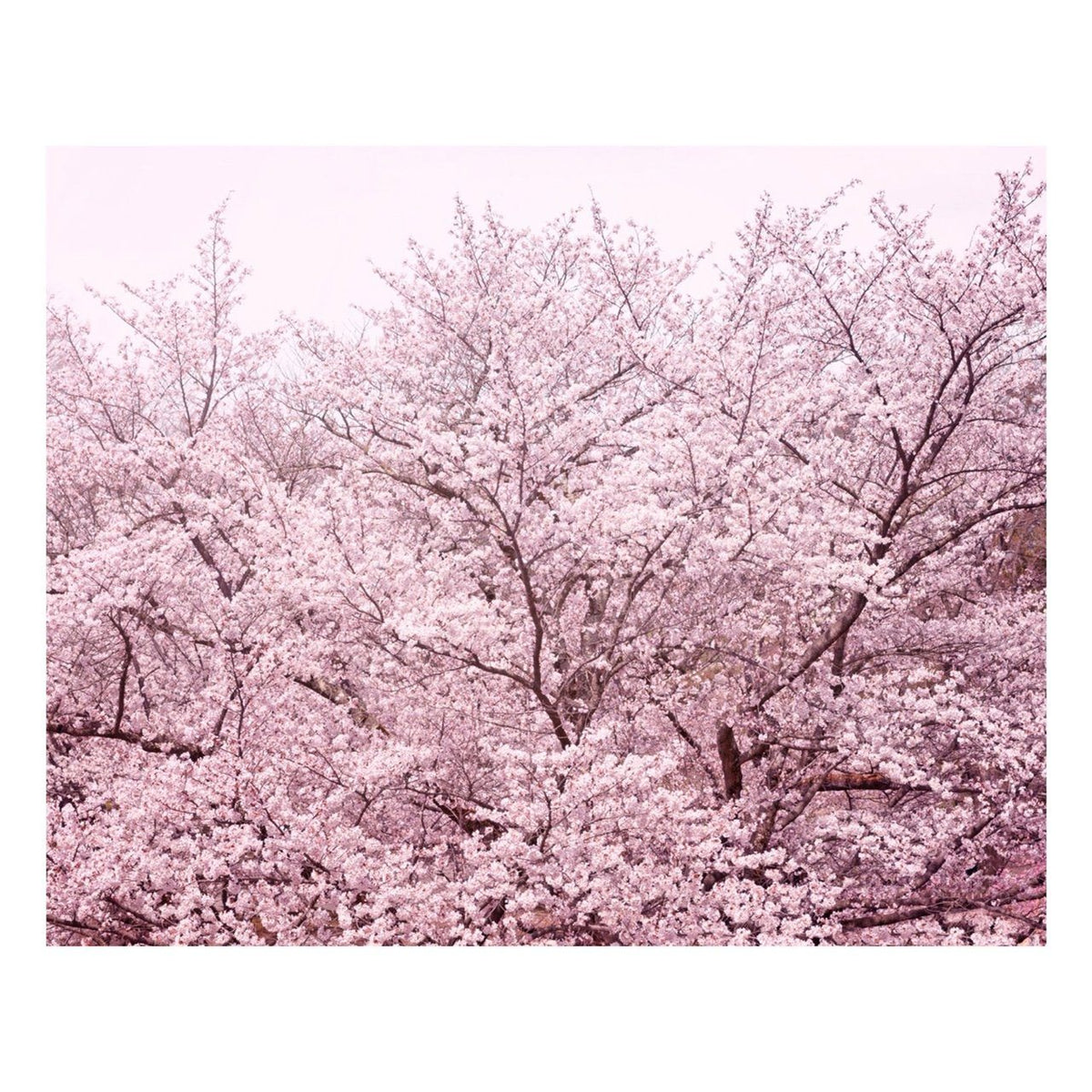 Matted Prints - "Pretty In Pink" | Matted Print