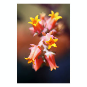 Matted Prints - "Succulent Bloom" | Matted Print